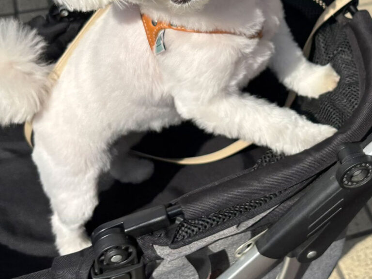 犬の写真