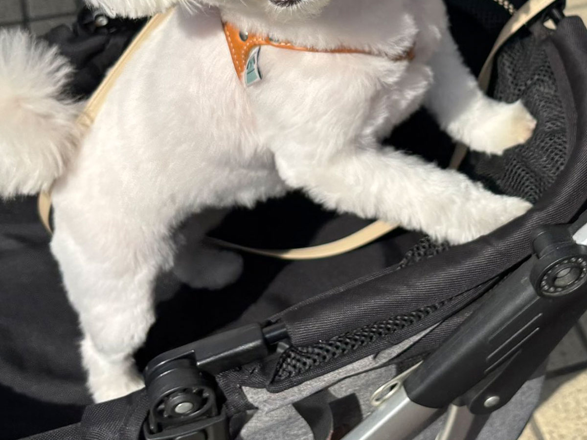 犬の写真