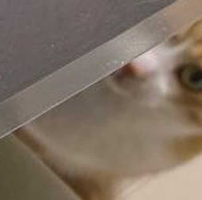 猫の写真