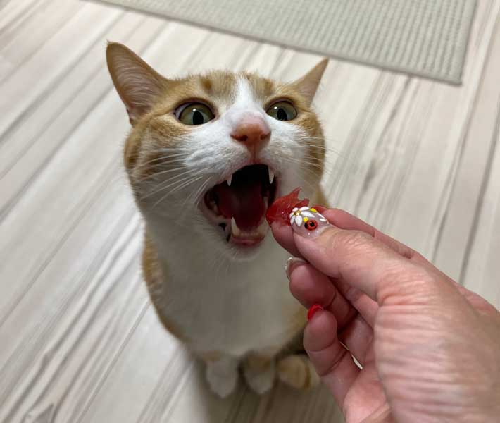 猫の写真