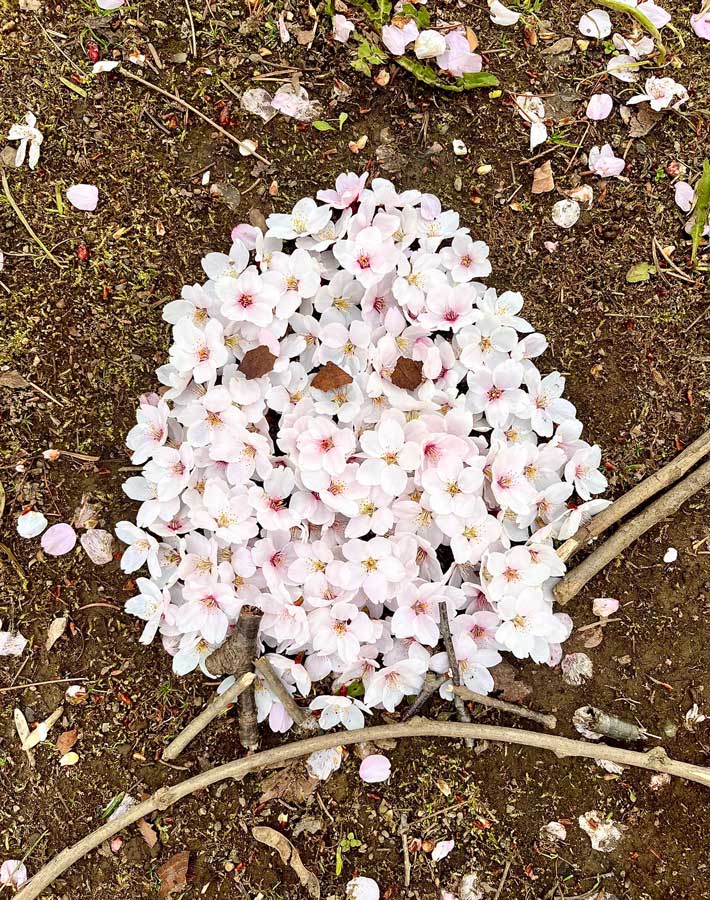 桜の写真