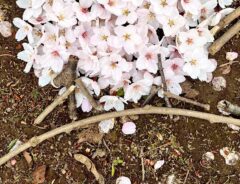 桜の写真