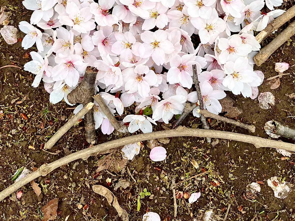 桜の写真