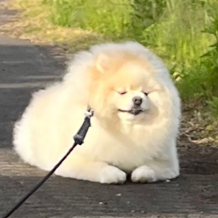 犬の写真