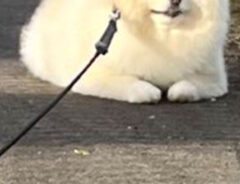 犬の写真