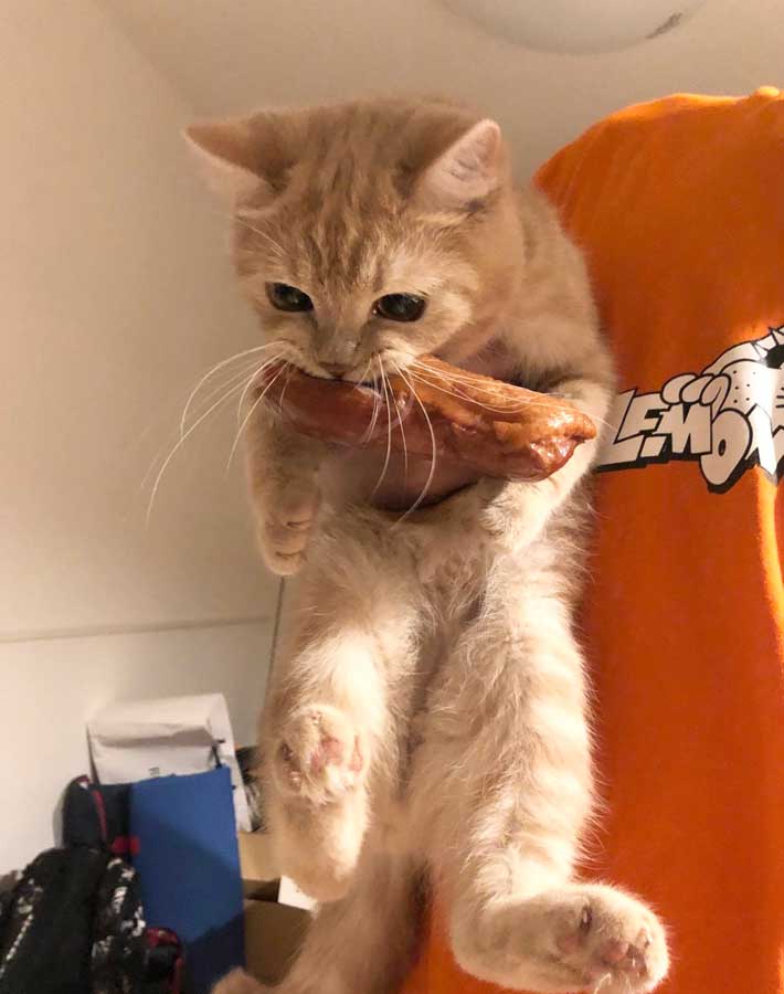 猫の写真