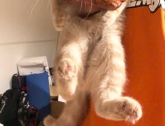 猫の写真