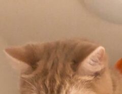 猫の写真