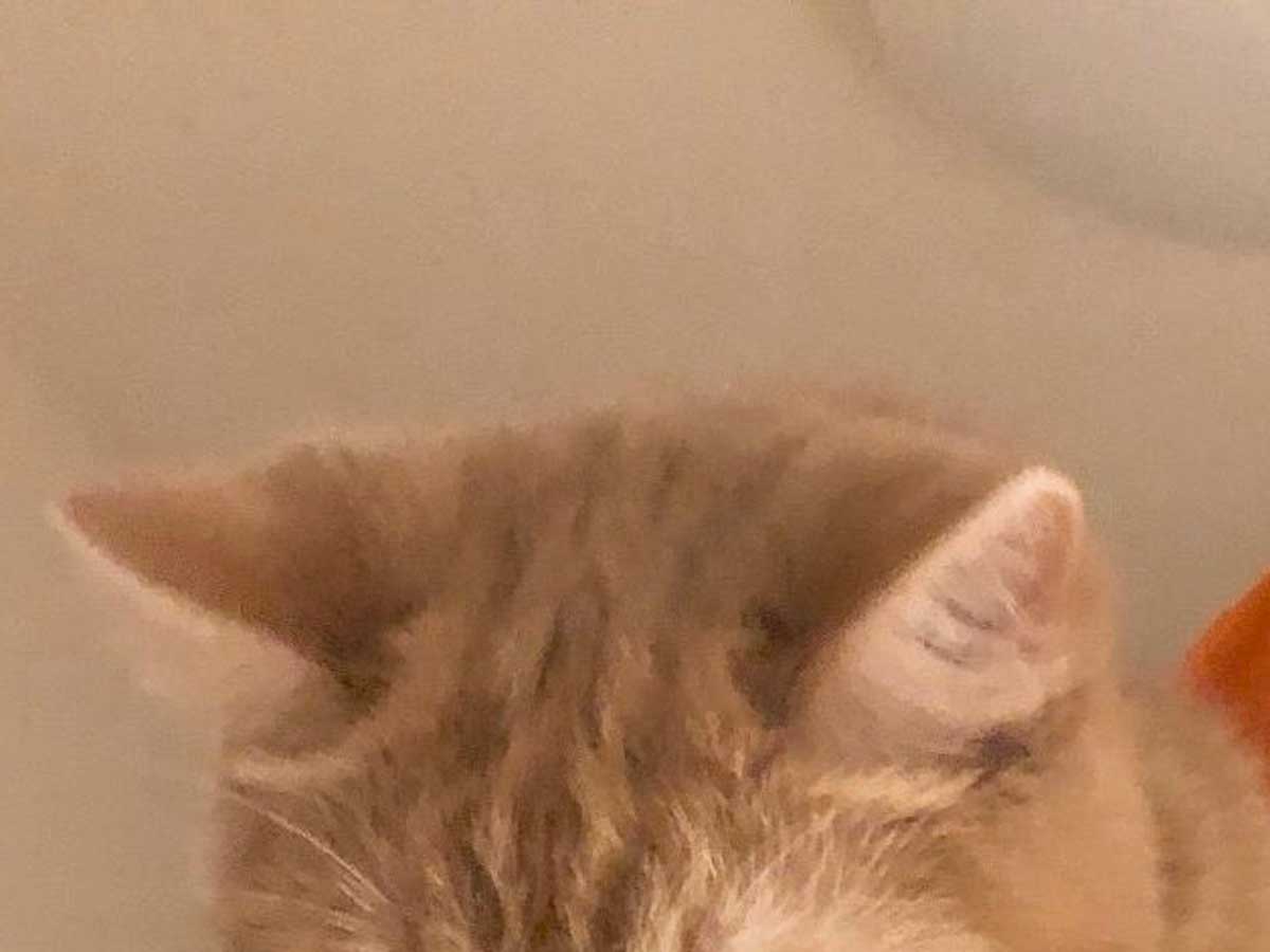 猫の写真