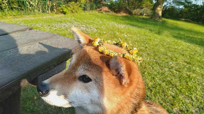 柴犬の写真