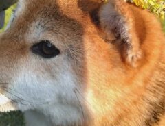 柴犬の写真
