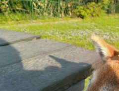 柴犬の写真
