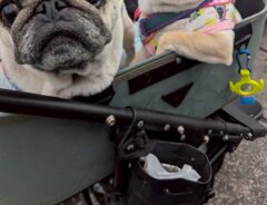 犬の写真