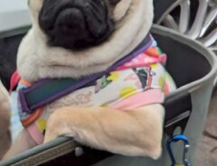 犬の写真