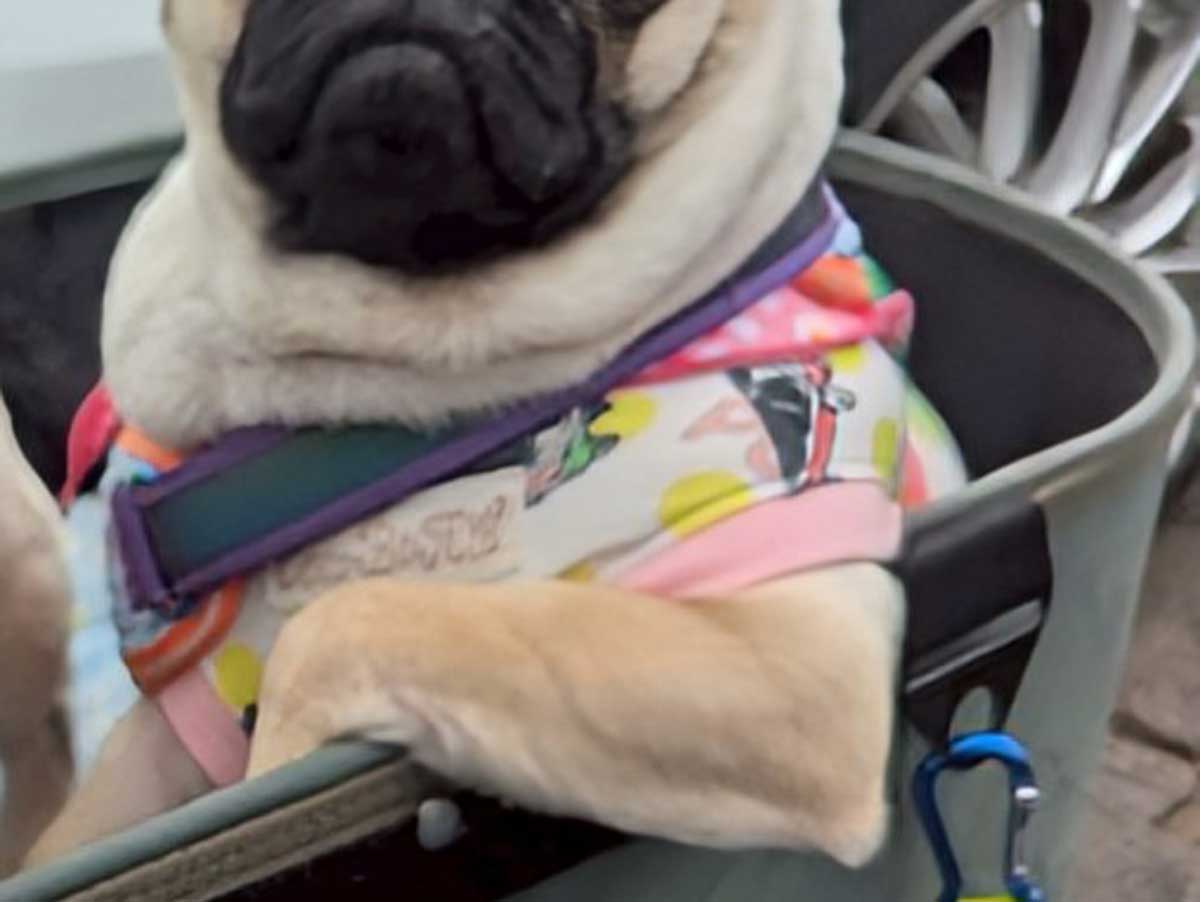 犬の写真