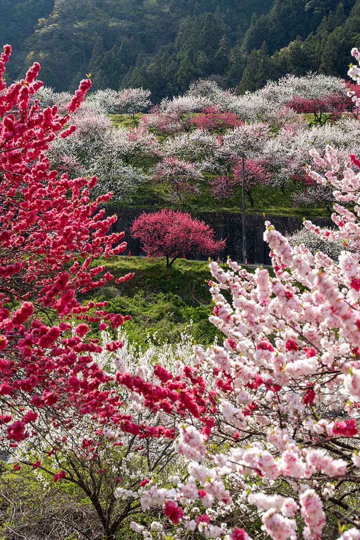 長野県の花桃
