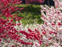長野県の花桃