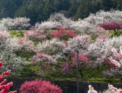 長野県の花桃