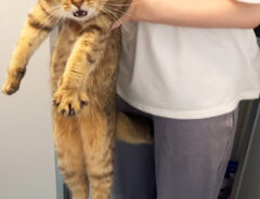 猫の写真