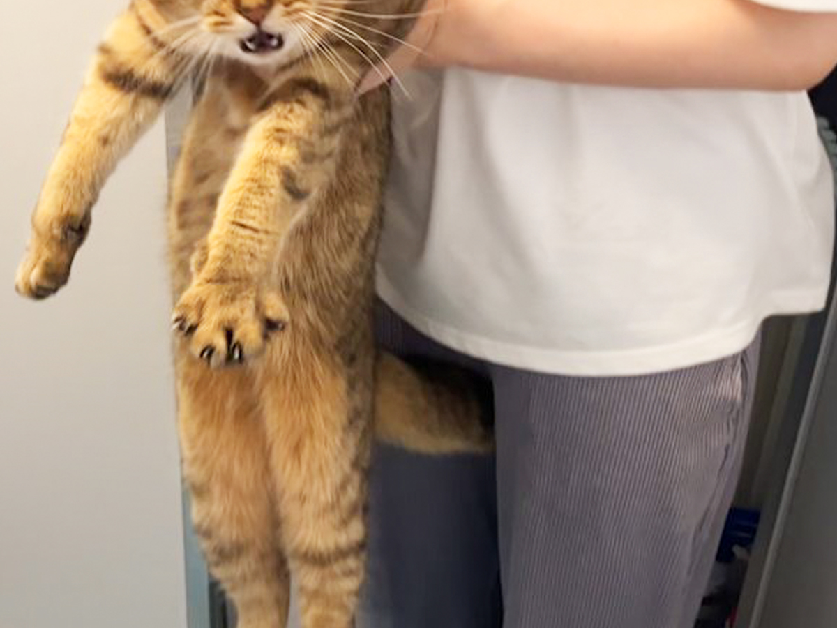 猫の写真