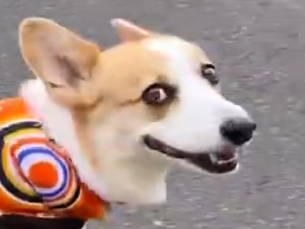 コーギー
