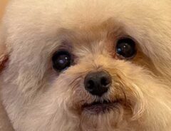 犬の写真