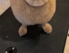 犬の写真
