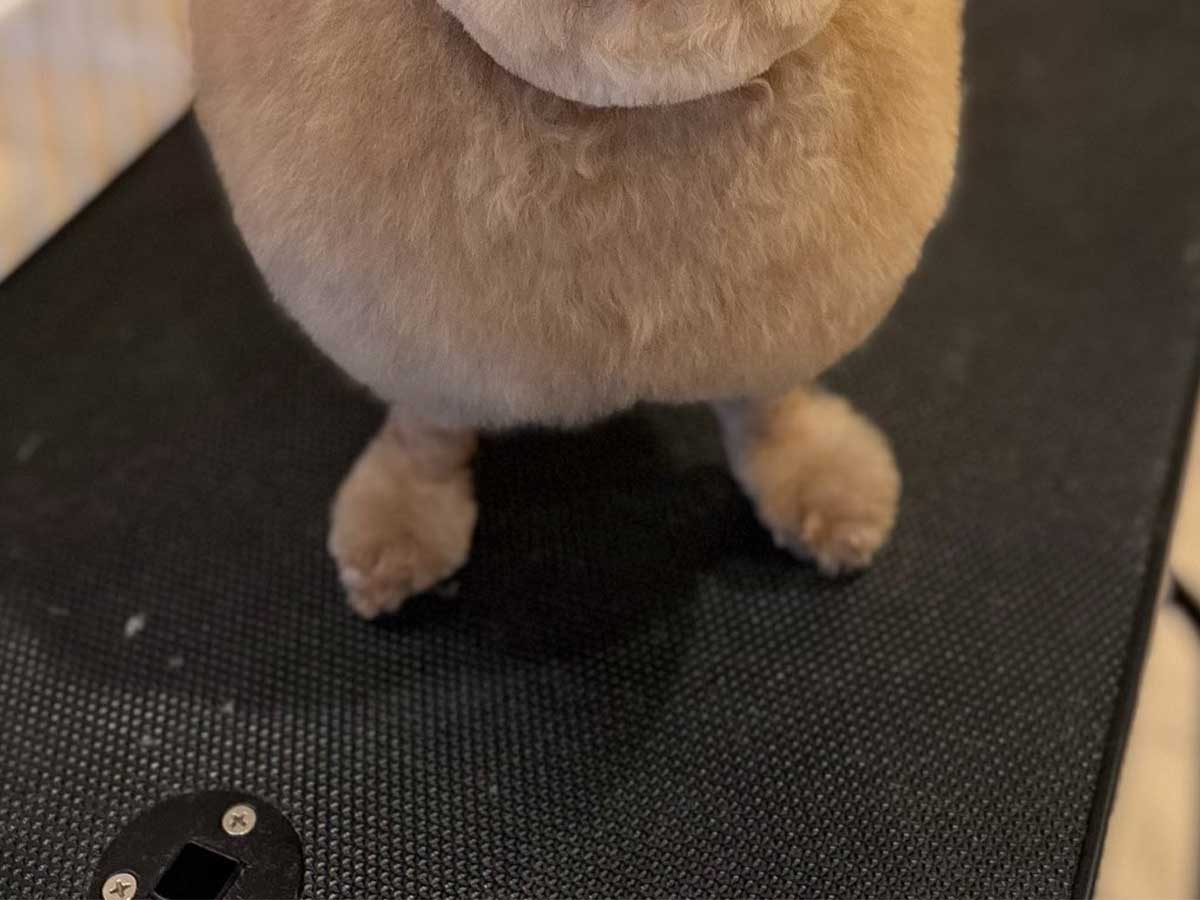 犬の写真