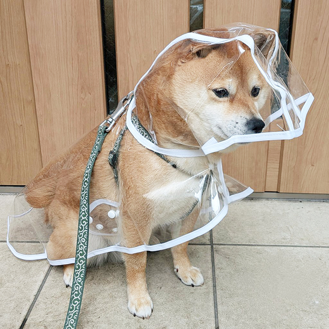レインコートを着た柴犬