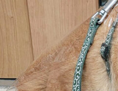 レインコートを着た柴犬