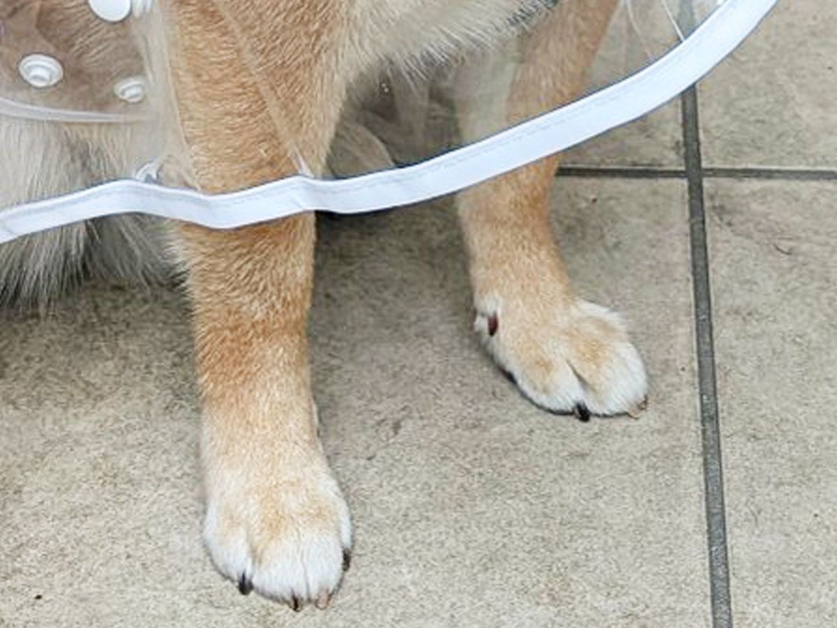 レインコートを着た柴犬
