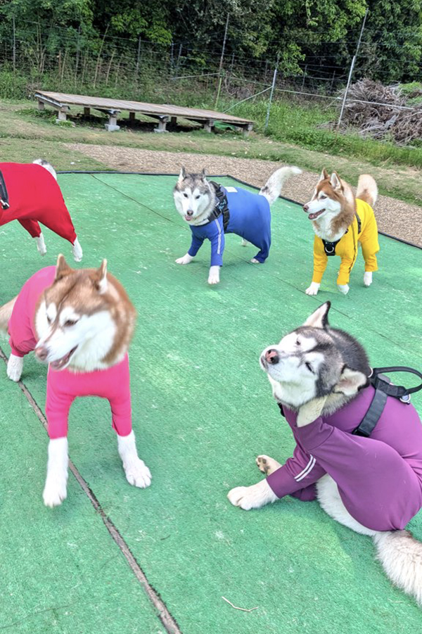 シベリアンハスキーの写真