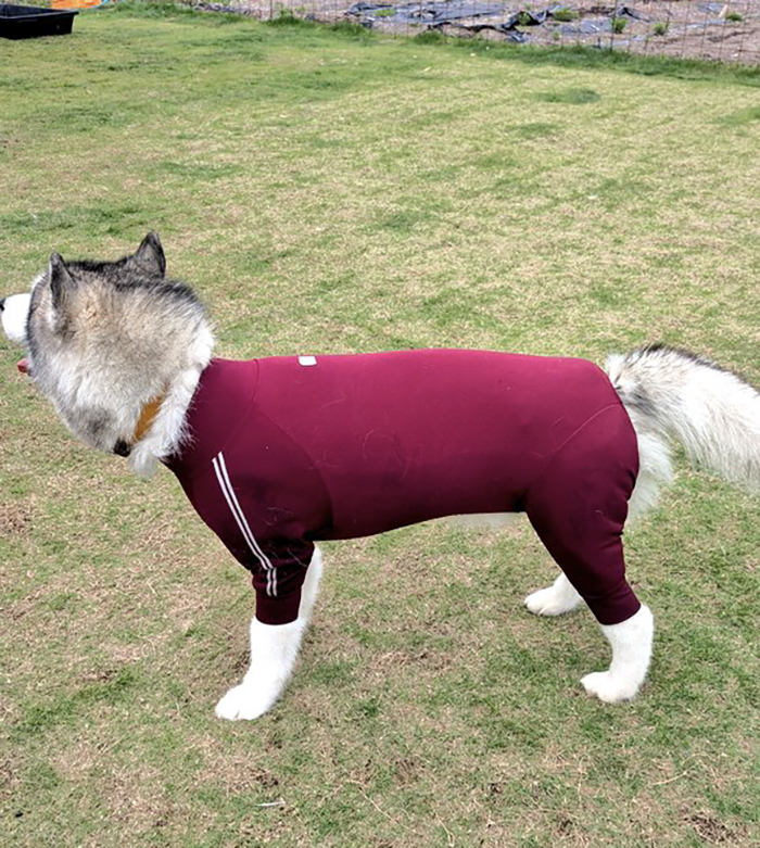 シベリアンハスキーの写真