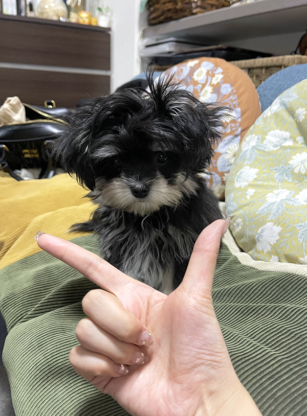 子犬の写真