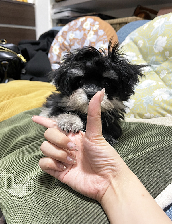 子犬の写真