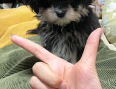 子犬の写真