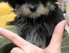 子犬の写真