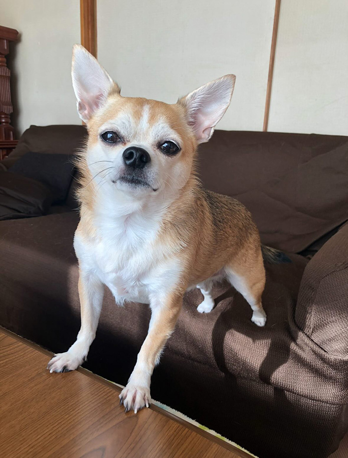 チワワの写真