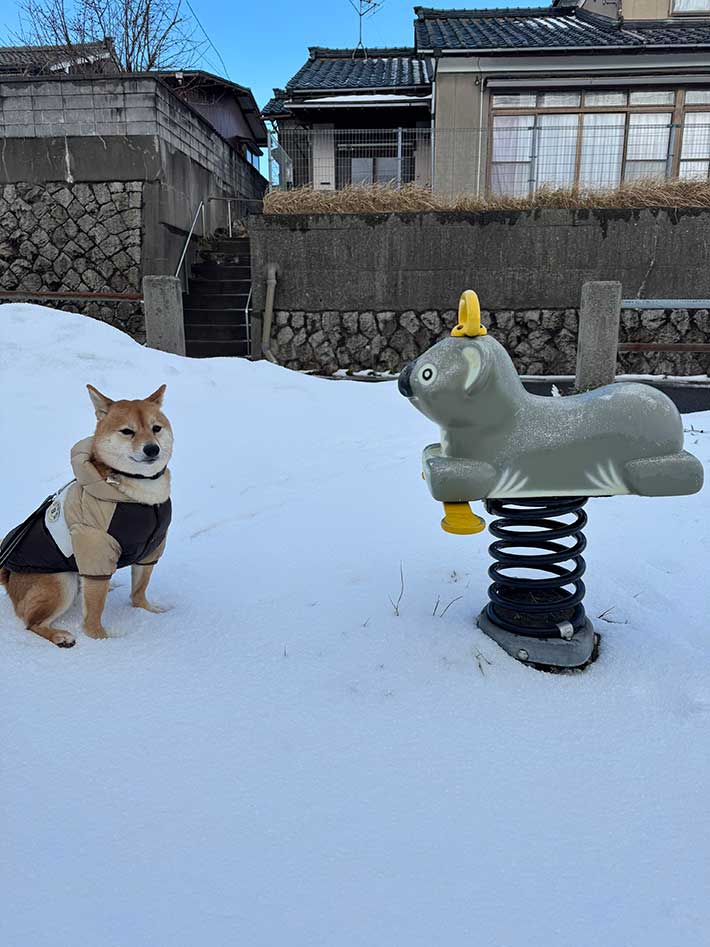 柴犬