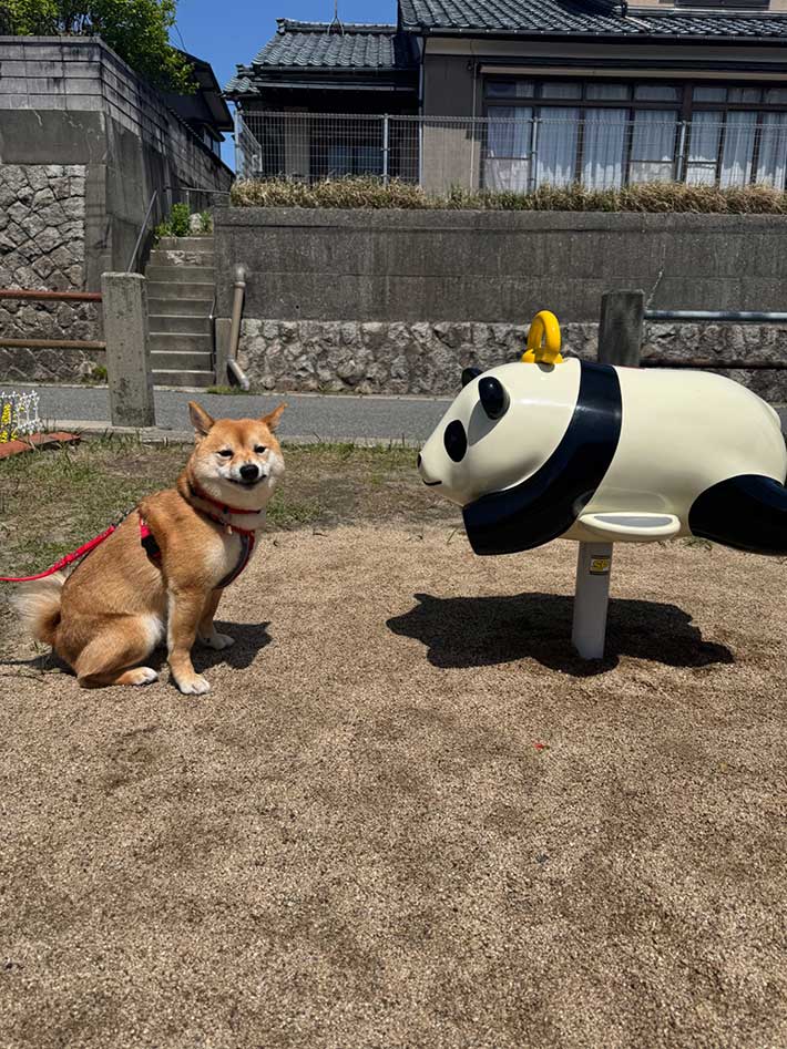 柴犬
