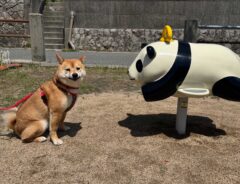 柴犬
