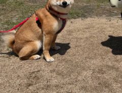 柴犬