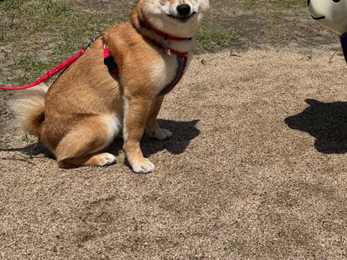 柴犬