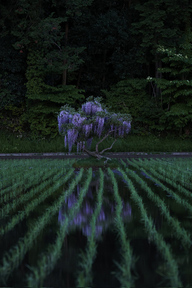 藤の花