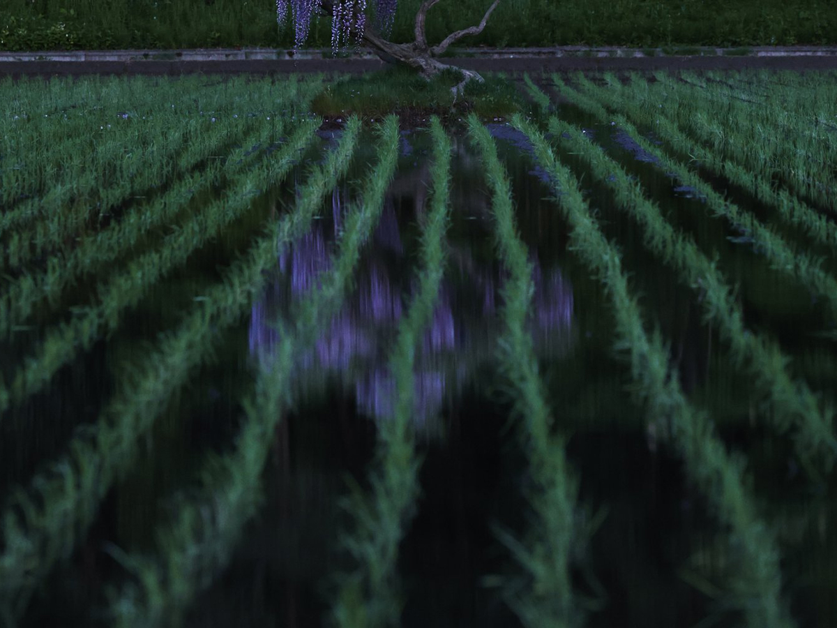 藤の花