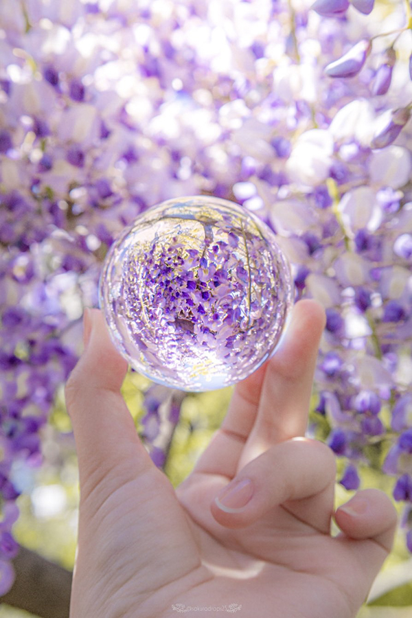 藤の花の写真