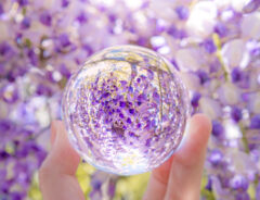 藤の花の写真