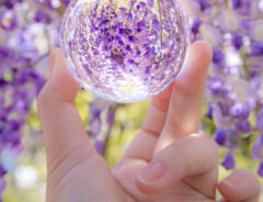 藤の花の写真