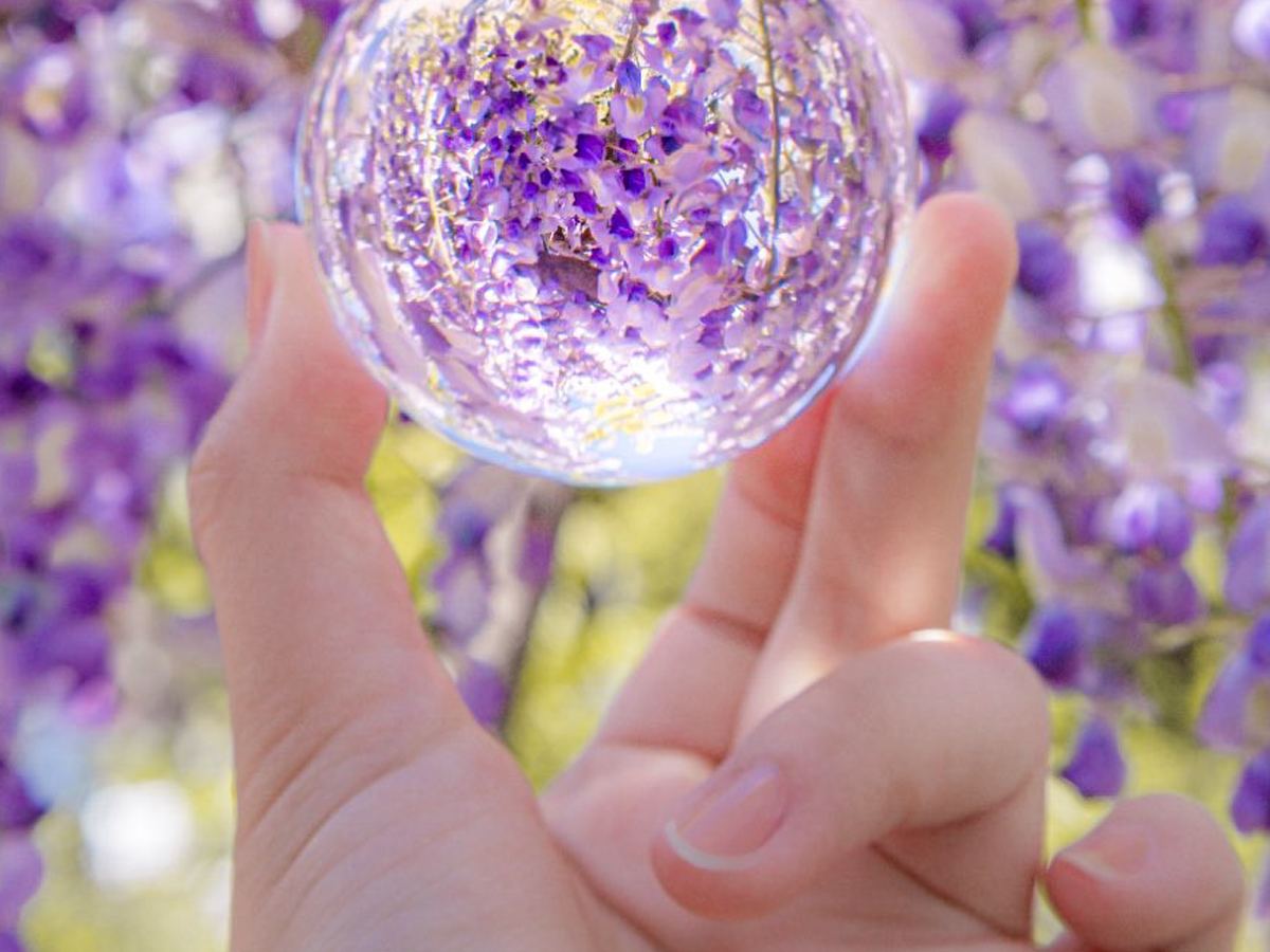 藤の花の写真