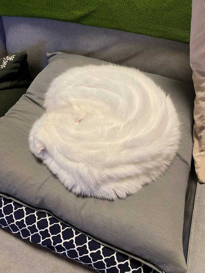 猫の画像